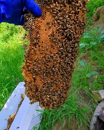 Comb from an irrigation box in Southern California