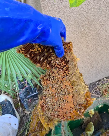 Comb from an irrigation valve box in Eastvale, CA