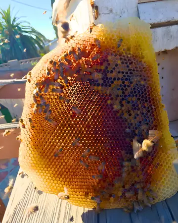Comb from under a deck overhang in La Mirada, CA