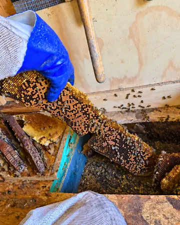 Comb from under a floor in Montclair, CA