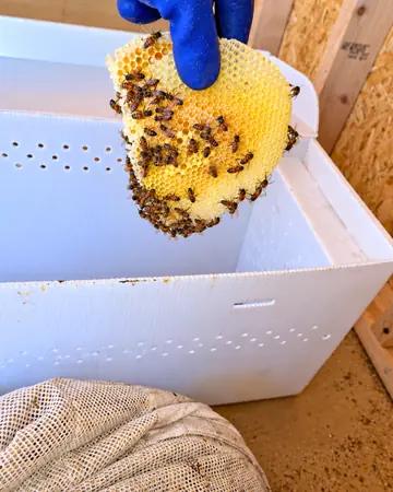 Comb going into a relocation box in Eastvale, CA