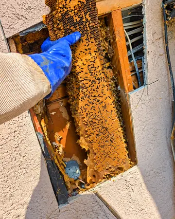 Comb in a stucco wall cutout in Southern California
