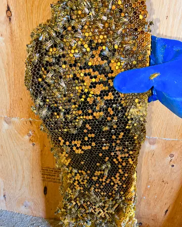 Comb in a stud bay in La Verne, CA