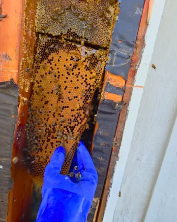 Comb in a wall cavity in Rancho Cucamonga, CA