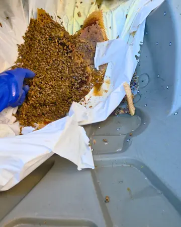 Comb laid out during a removal in Chino Hills, CA