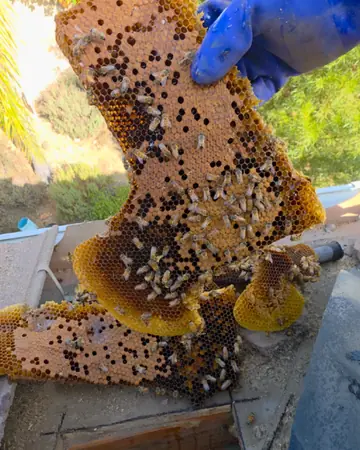 Comb lifted out of an irrigation box in Fontana, CA