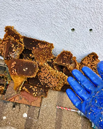 Comb on a shingle roof in Hacienda Heights, CA