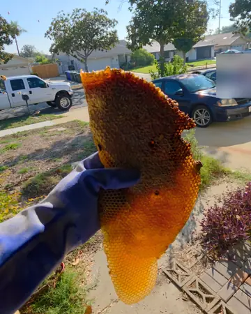 Comb pulled from a block wall in Upland, CA