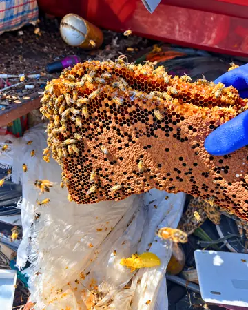 Comb pulled from a storage area in Ontario, CA