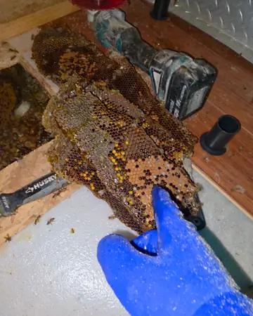 Comb pulled from under a floor in Southern California