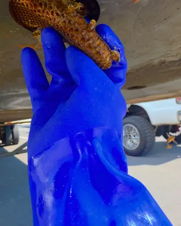 Comb removed from a vent in Southern California