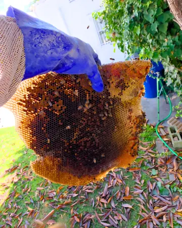 Comb removed from a yard in West LA, CA
