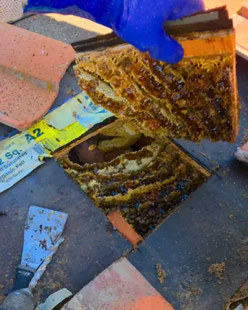 Comb removed from under roof tile in Rancho Cucamonga, CA
