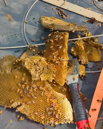 Comb removed on a roof in Southern California
