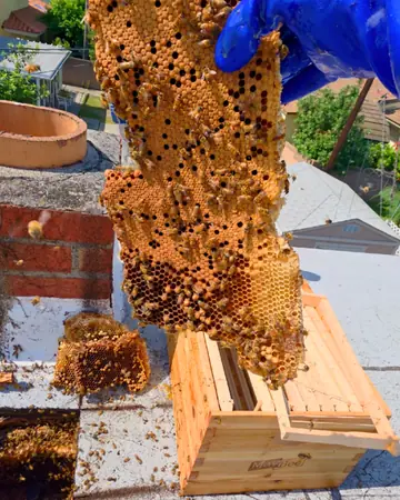 Comb removed on a rooftop in Norwalk, CA