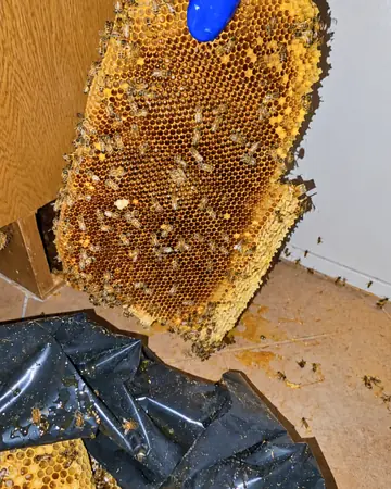 Comb taken from a wall in Ontario, CA