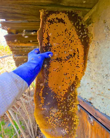 Comb under a roof overhang in Fontana, CA