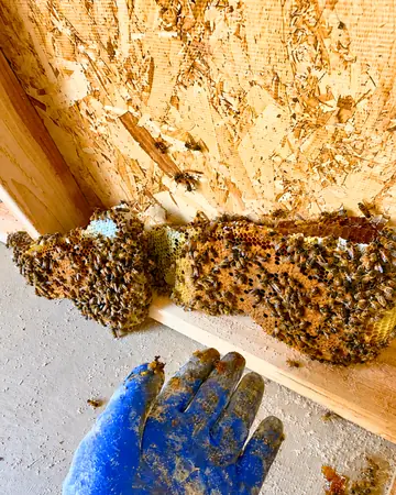 Comb under wood sheathing in Fontana, CA