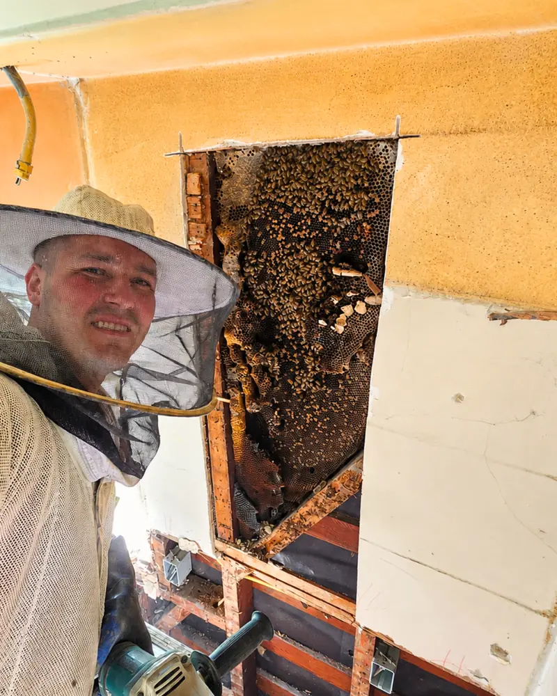 Eli at a clean wall cutout during a structural bee removal in San Bernardino
