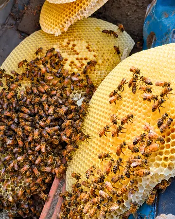 Fresh white comb and bees in Rancho Cucamonga, CA