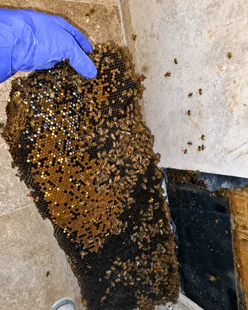 Hive behind a shower wall in Upland, CA