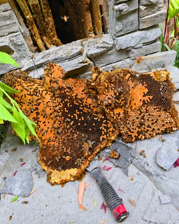 Hive behind stone veneer in Trabuco Canyon, CA