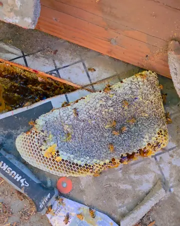 Hive behind stucco and wood in Rancho Cucamonga, CA