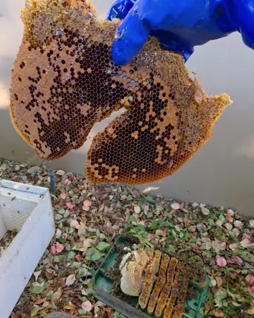 Hive from a meter box at a bottling plant in Southern California