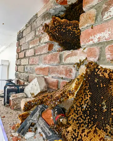 Hive in a brick chimney in Southern California