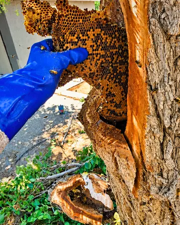 Hive inside a hollow tree in Apple Valley, CA