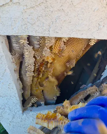 Hive inside a stucco pillar in Diamond Bar, CA