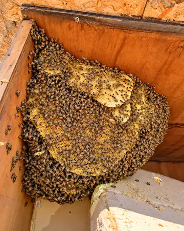 Hive inside a wood-framed wall in Eastvale, CA