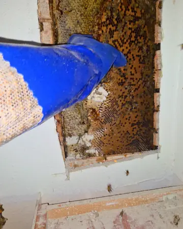 Hive inside an exterior wall in Upland, CA