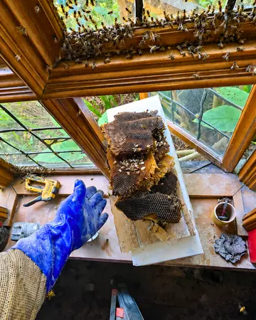 Hive removed from a window frame in Glendale, CA
