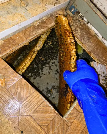 Hive under a parquet floor in Southern California