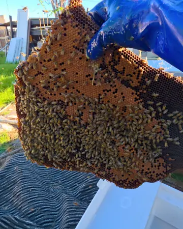 Honeycomb covered in bees in Ontario, CA