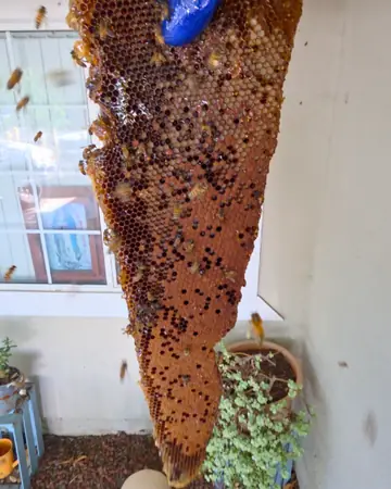 Honeycomb pulled from a porch wall in Southern California