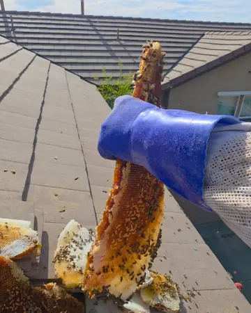 Honeycomb removed from a roof in Rancho Cucamonga, CA