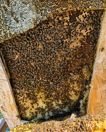 Huge colony in an opened wall in Southern California