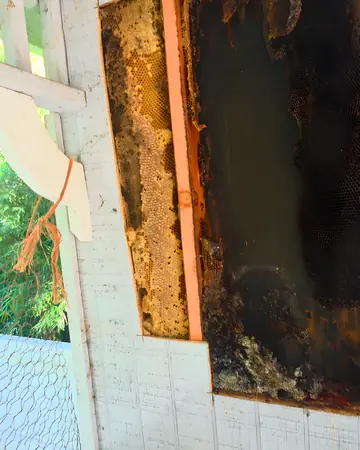 Large hive in an opened wall in Chino Hills, CA