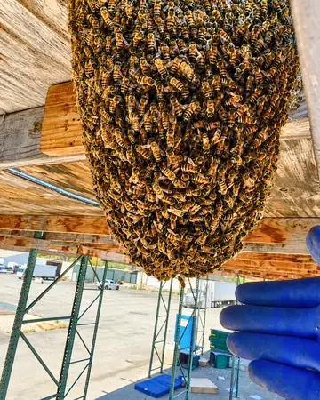 Open-air colony under an overhang in Chino Hills, CA