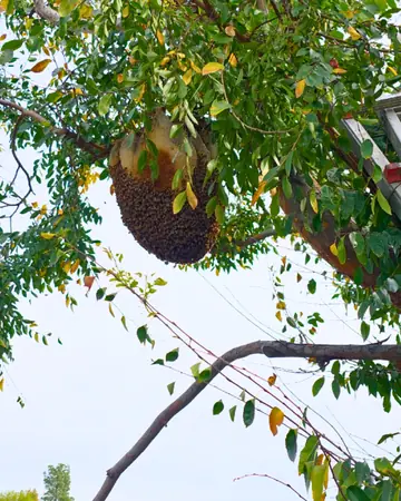 Open-air hive hanging in a tree in Alta Loma, CA