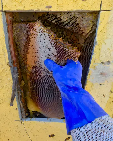 Pulling comb from a stucco wall in West Covina, CA
