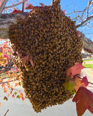 Swarm hanging from a tree branch in Southern California