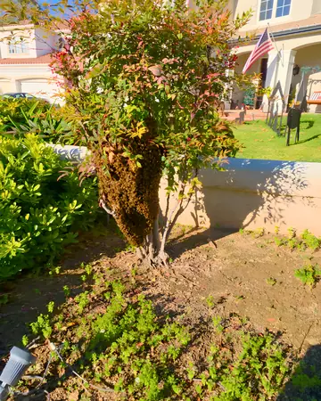 Swarm in a front-yard bush in La Verne, CA
