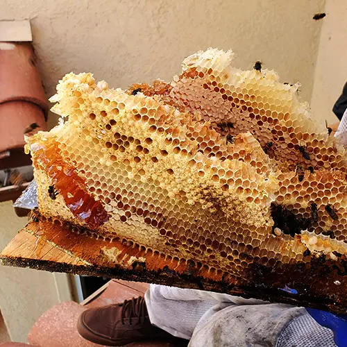 Honeycomb removed from a bee hive in a roof