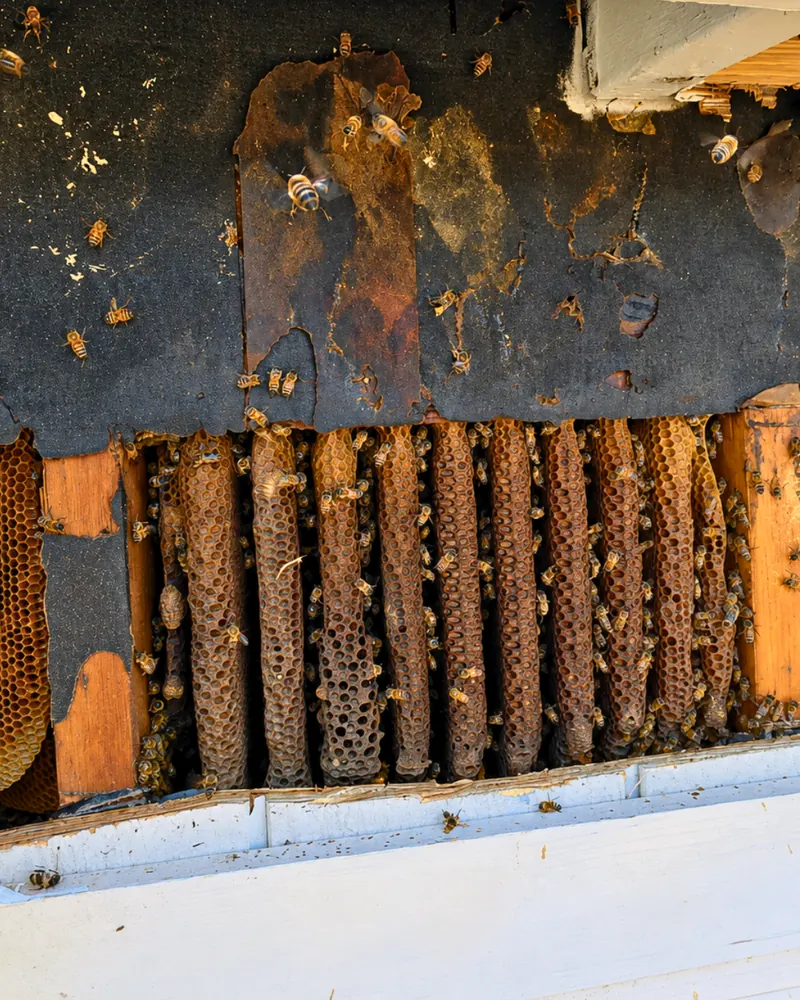 Rows of honeycomb exposed inside an eave during a removal in Victorville