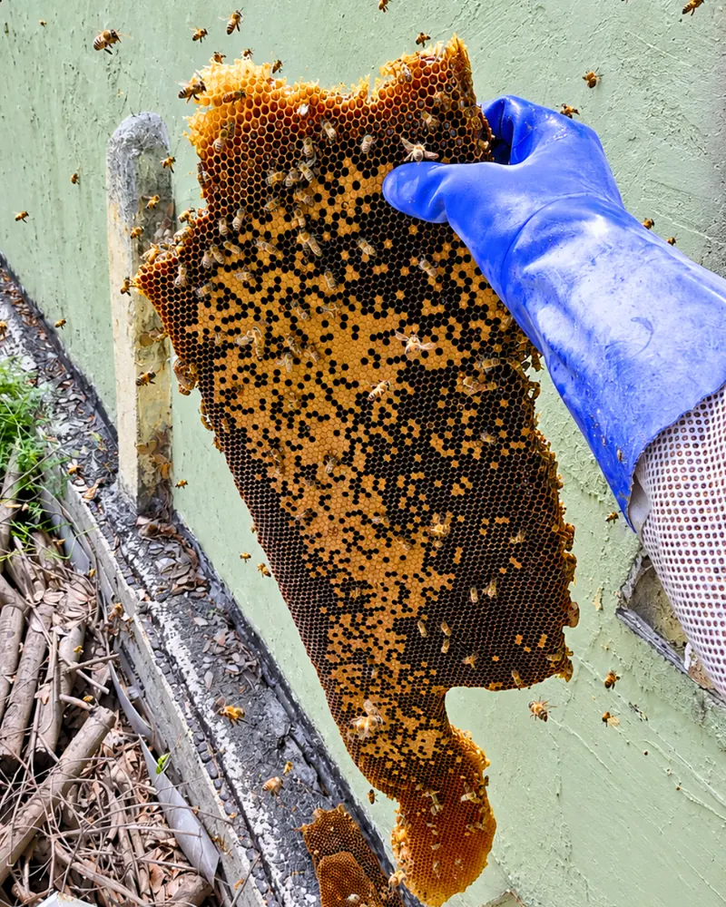 Honeycomb full of brood removed from a wall in Los Angeles