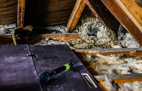 Wasp nest removal
