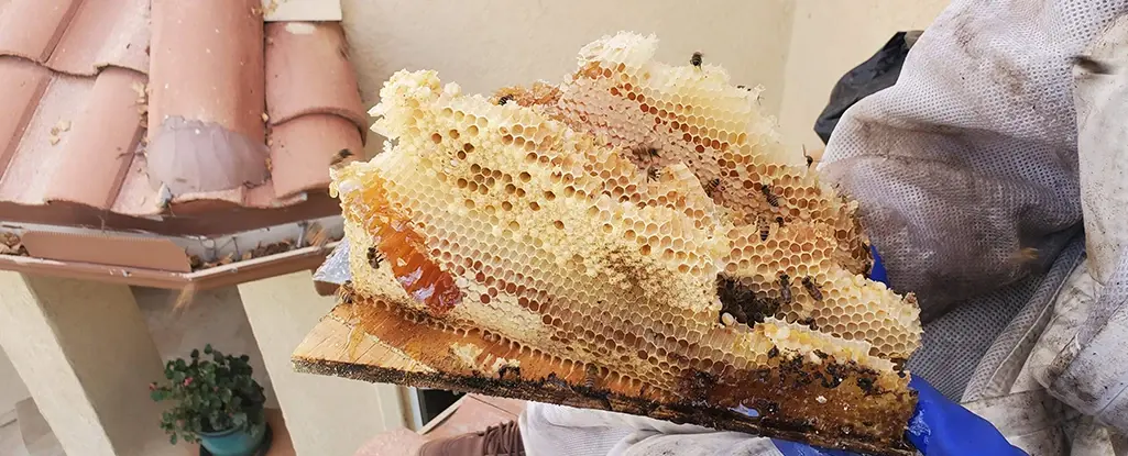 Why are honeybees important?